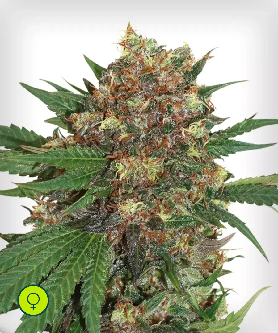 Masterkush
