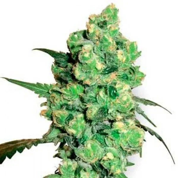 Super Skunk