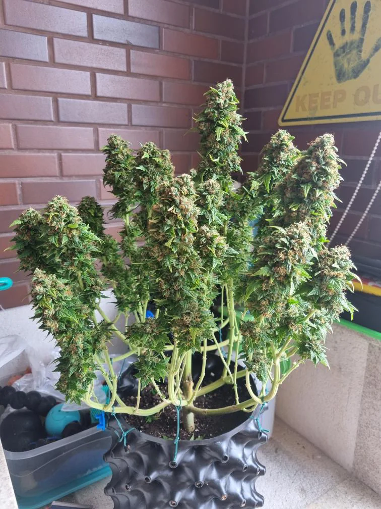 Sour Diesel