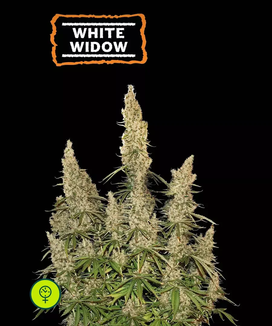 White Widow