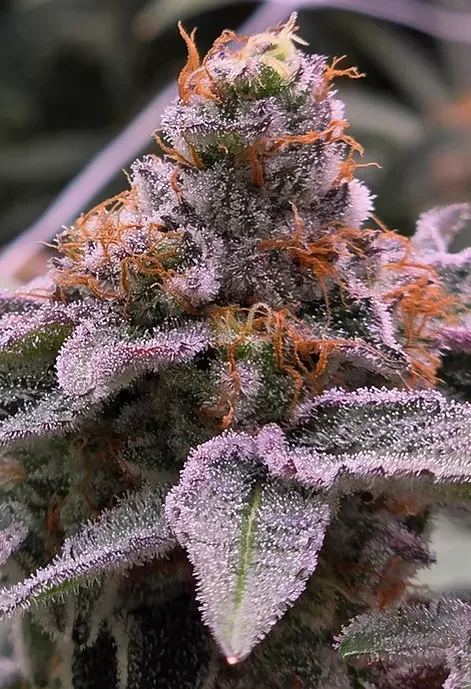 Grape Gelly Zkittles 5