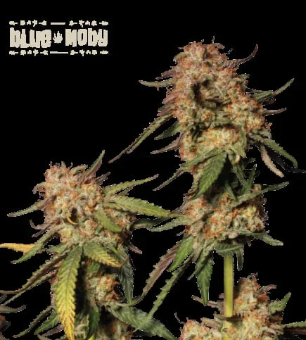 Blue Moby