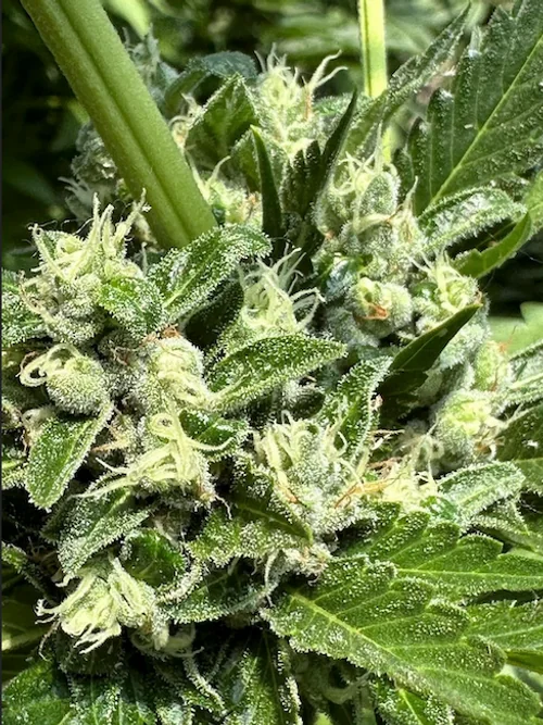 Sour Dizzle 3