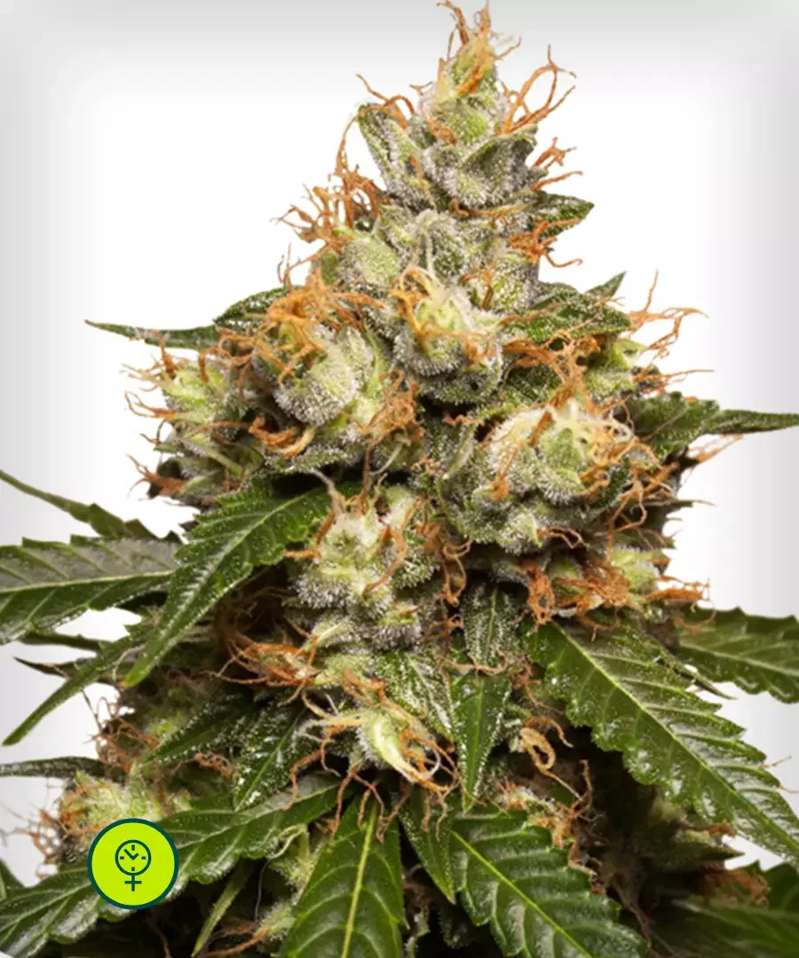 Thc Victory