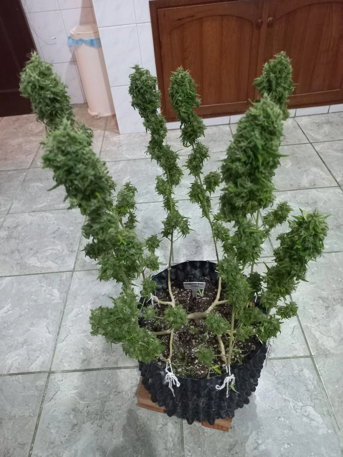 Grape Pie Cbd