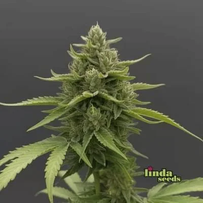 Sunset Sherbet 3