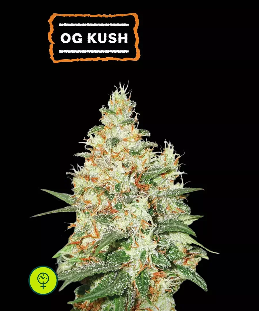 O G Kush