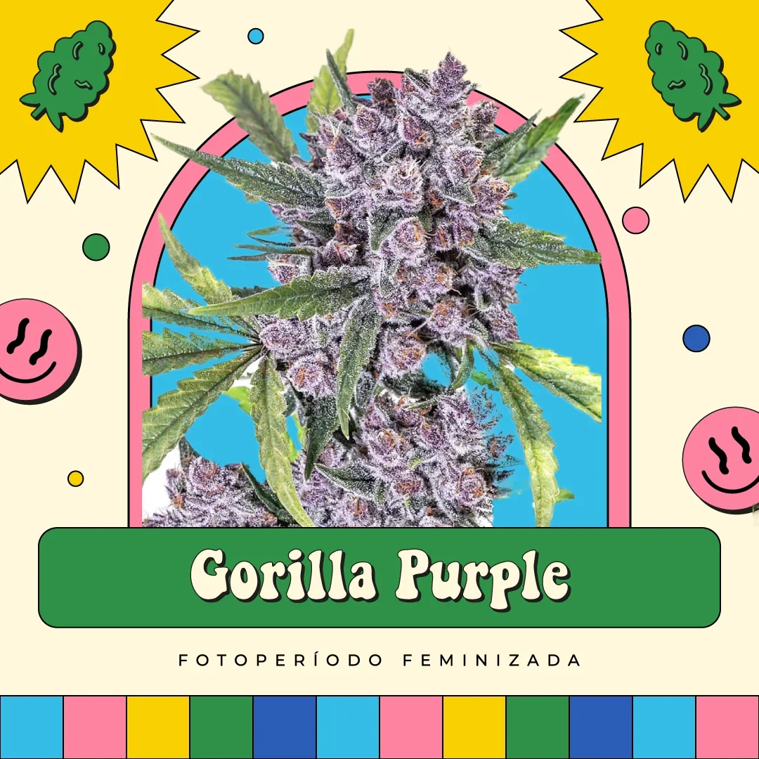 Gorilla Purple
