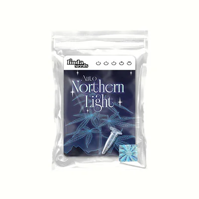 Northern Light 2