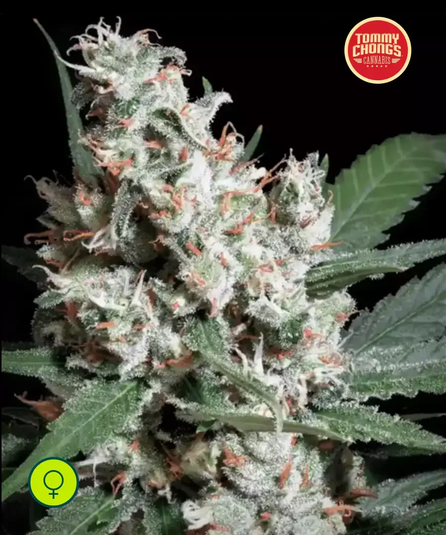 L A Amnesia
