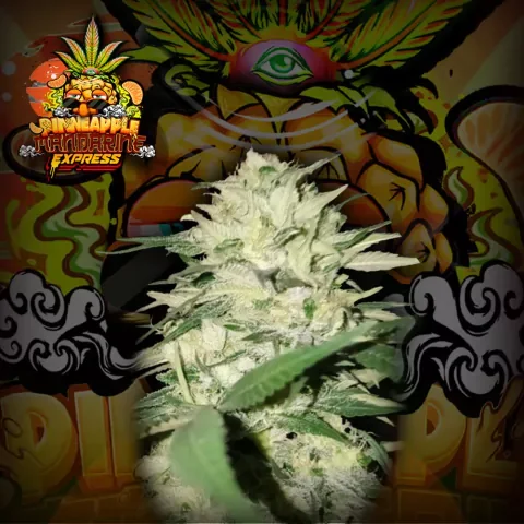 Pinneapple Mandarin Express 2