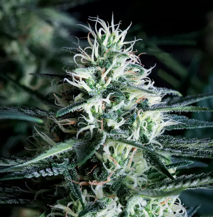 White Widow
