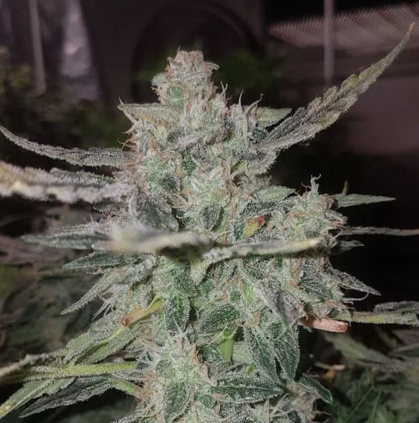 Stardawg 3