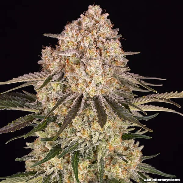 Ak 47 4