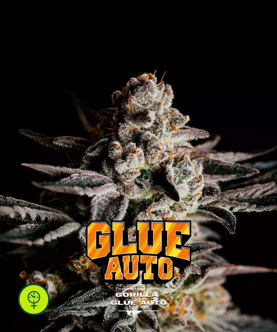 Gorilla Glue