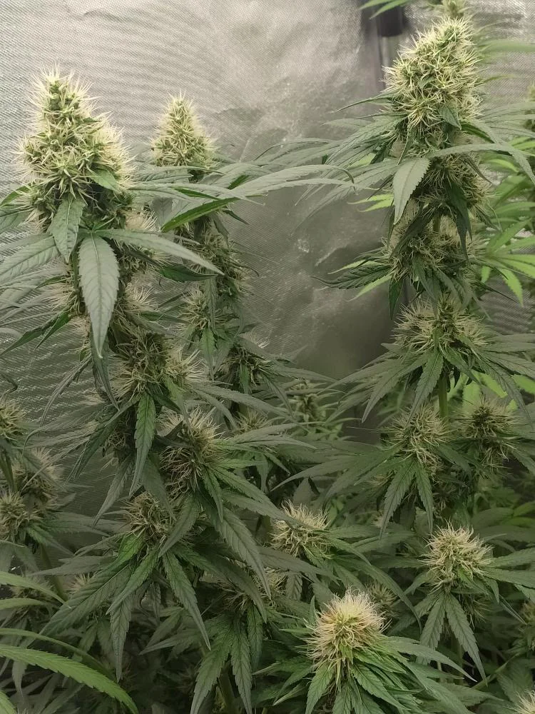 Northern Lights