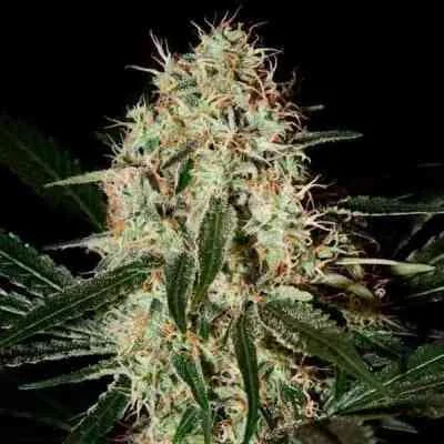 Arjan S Haze