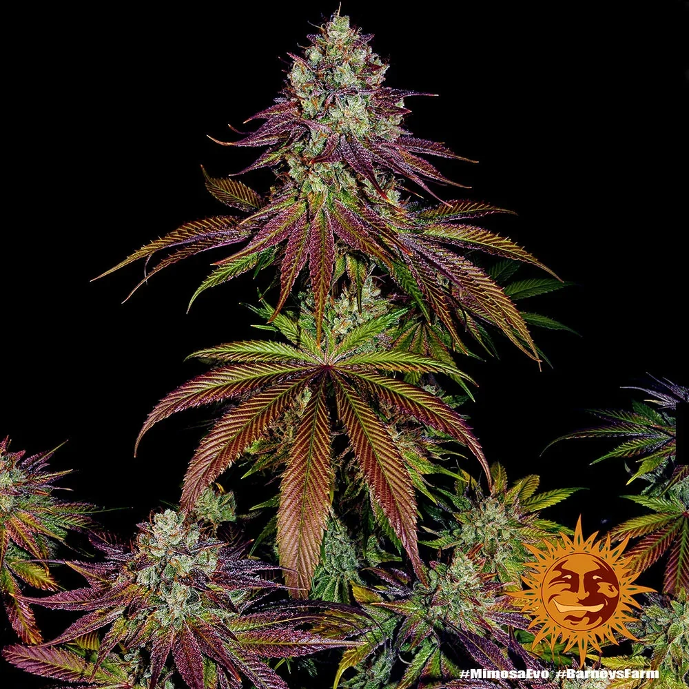 Mimosa Evo