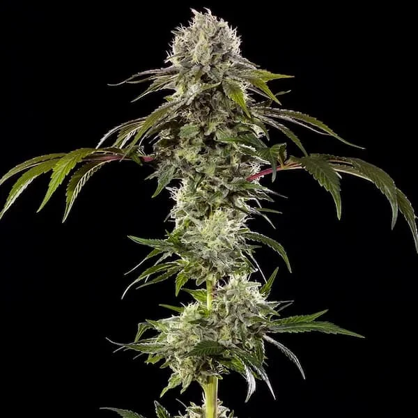 Durban Poison 3