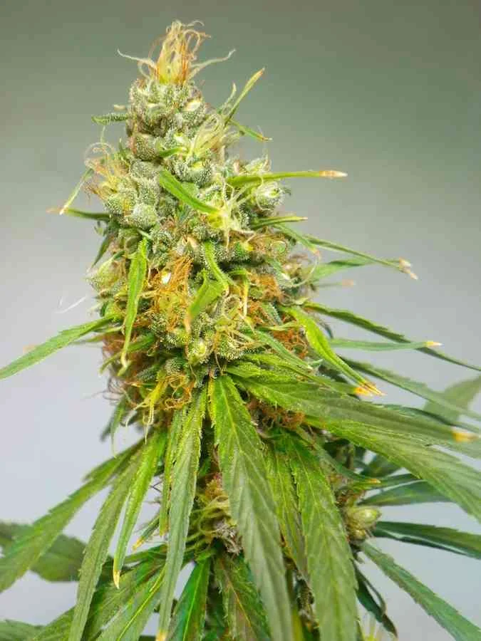 Durban 2
