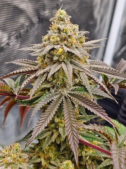 Miracle Grapefruit 5