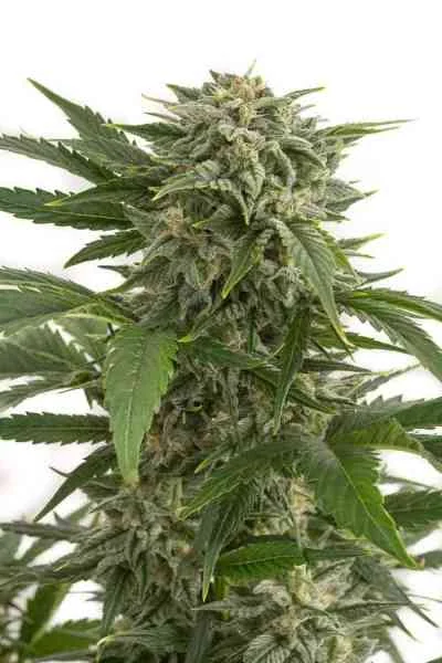 Bubba Kush