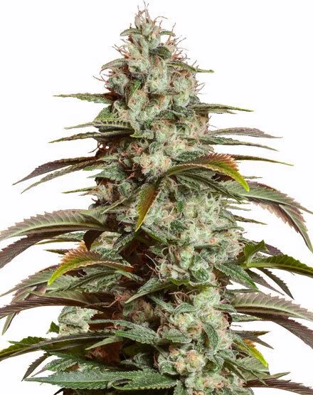 Girl Scout Cookies