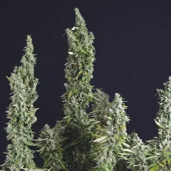 Og Kush