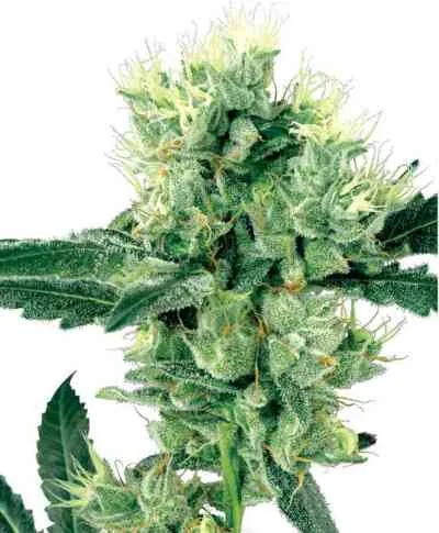 White Haze 3