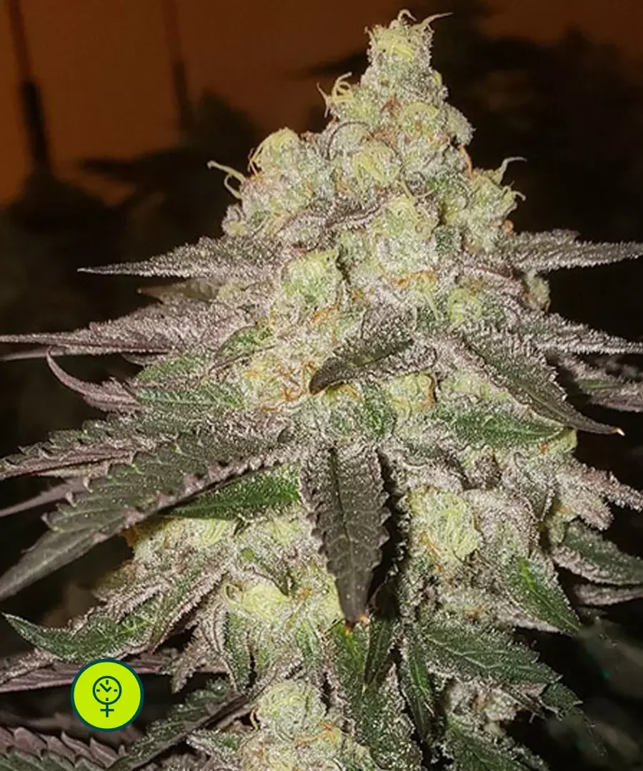 Banana Daddy Rbx2 2