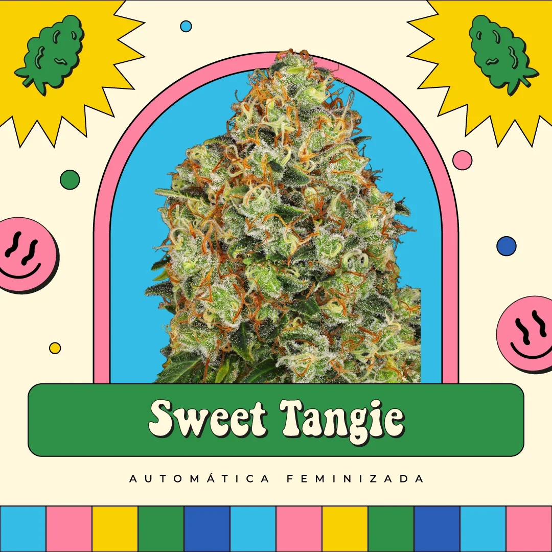 Sweet Tangie