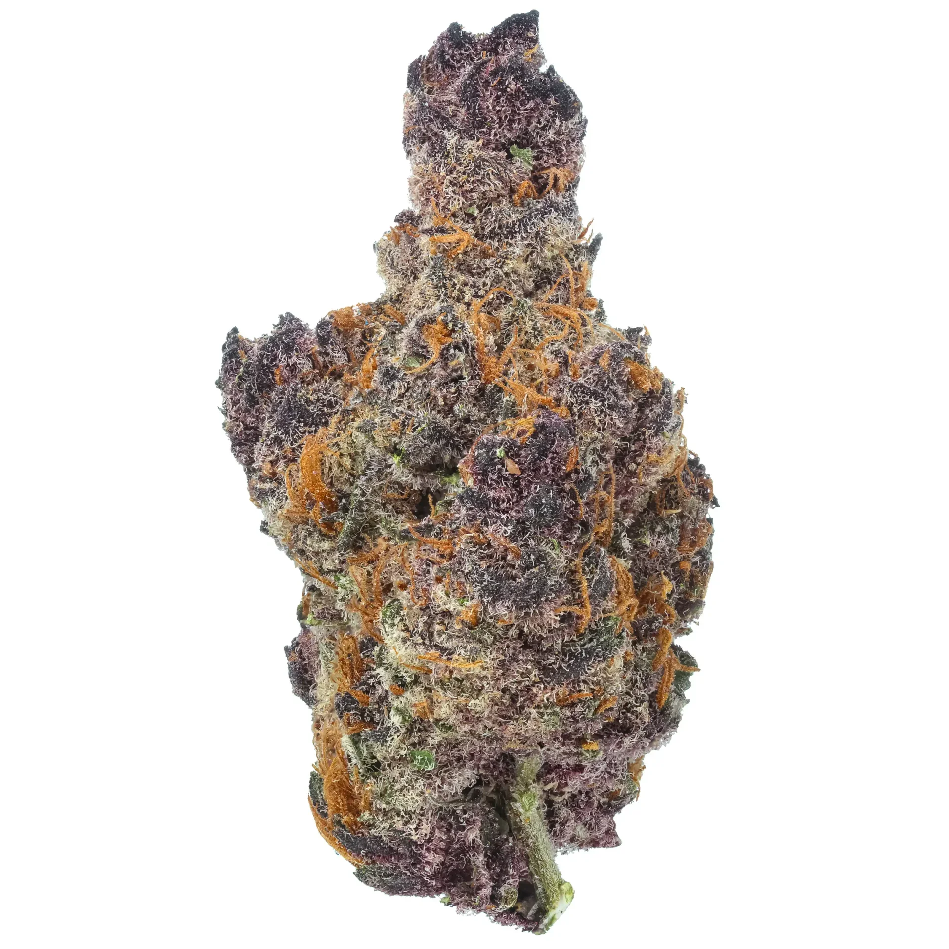 Black Cherry Gelato 2