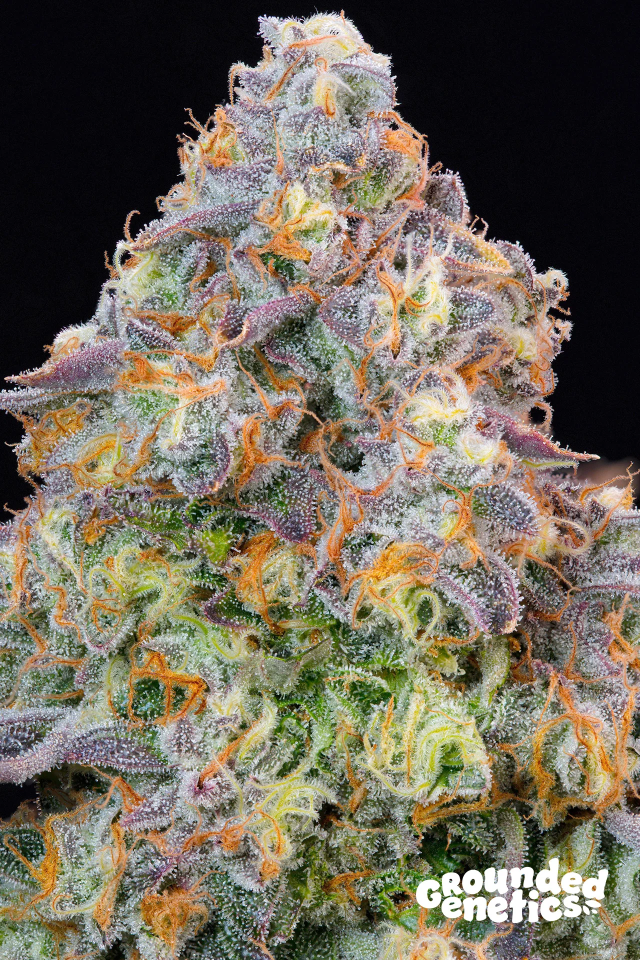Blue Zlime