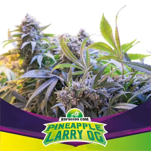 Pineapple Larry Og