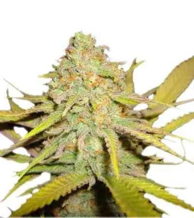 O G Kush 2