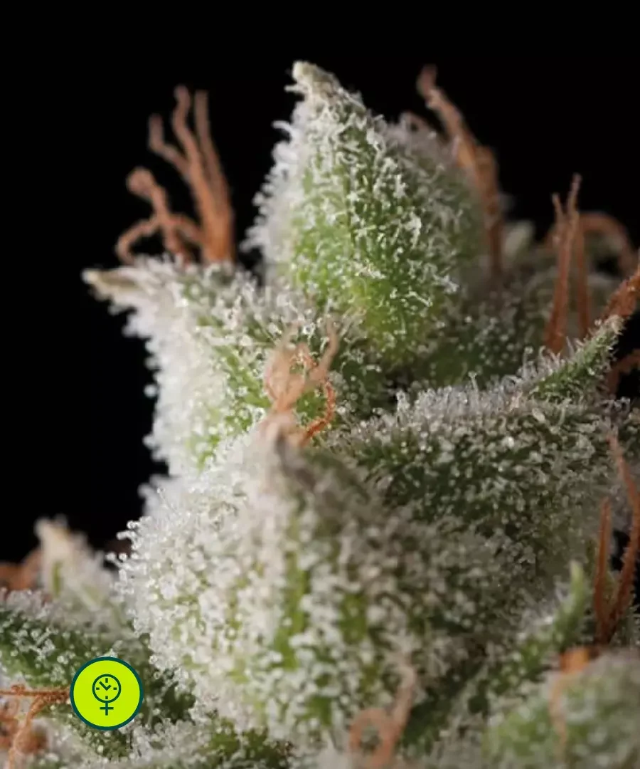 White Widow