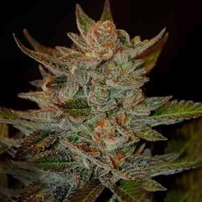 Blue Og