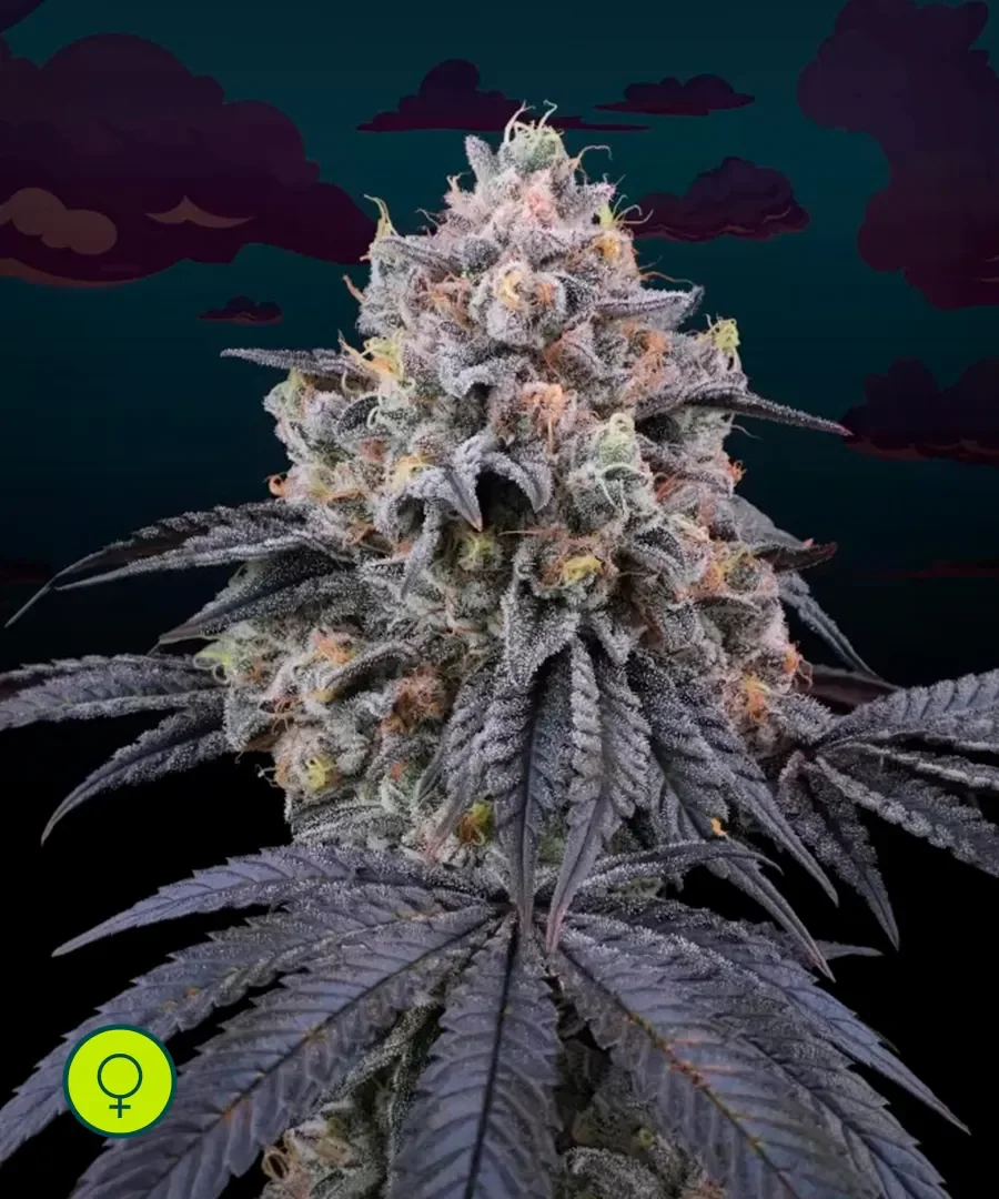 Peach Clouds