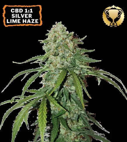Haze Cbd