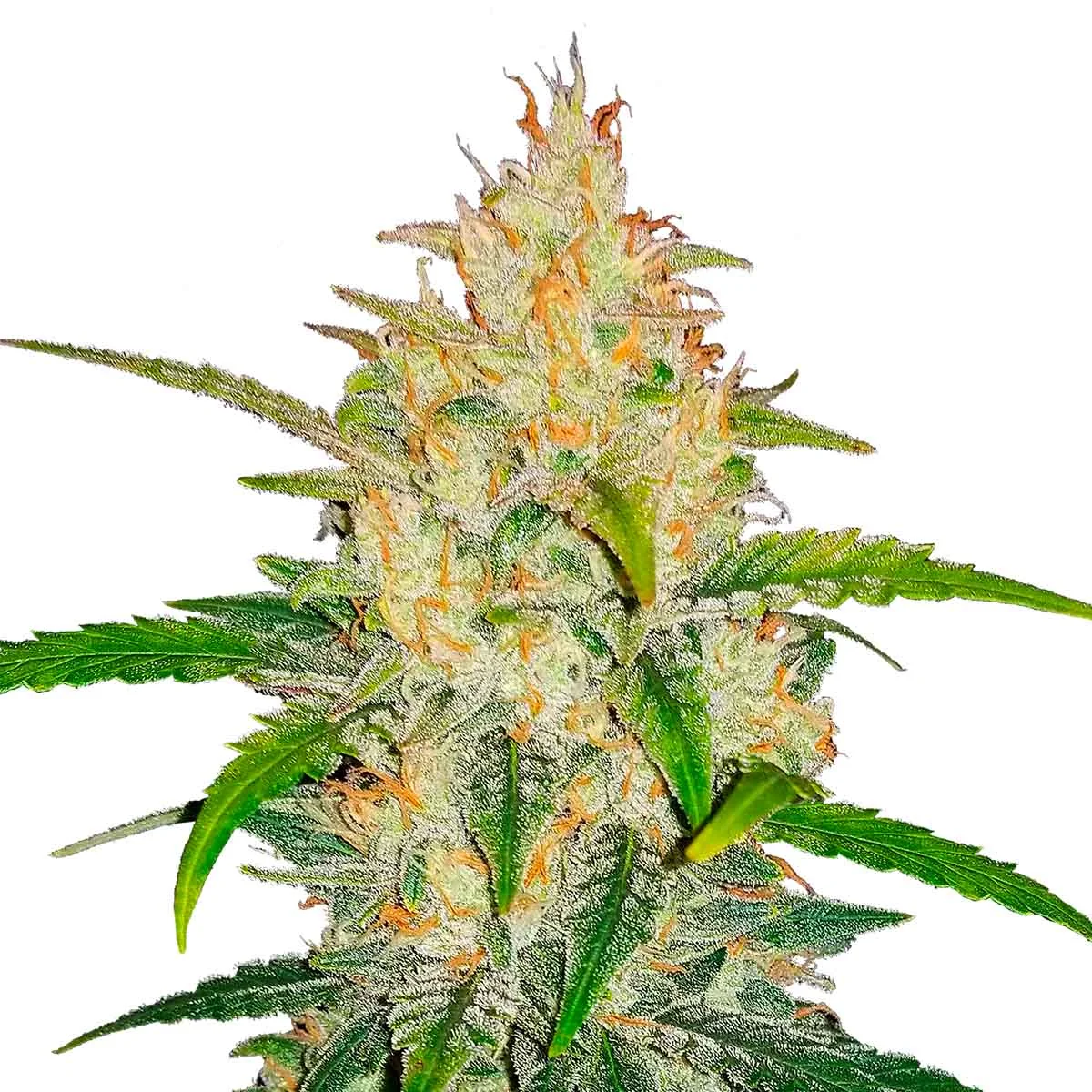 Zkittlez Og
