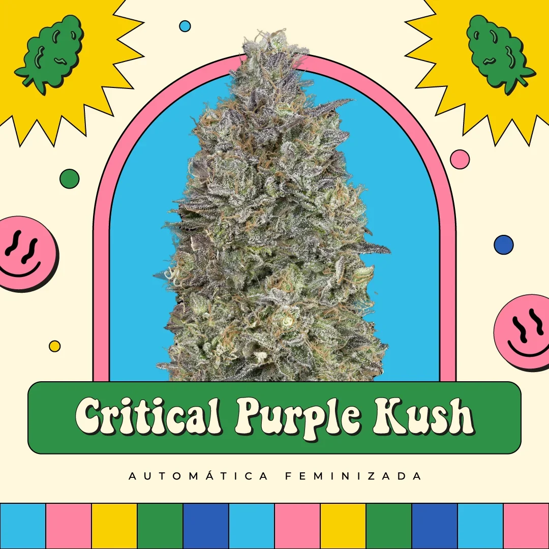 Critical Purple Kush