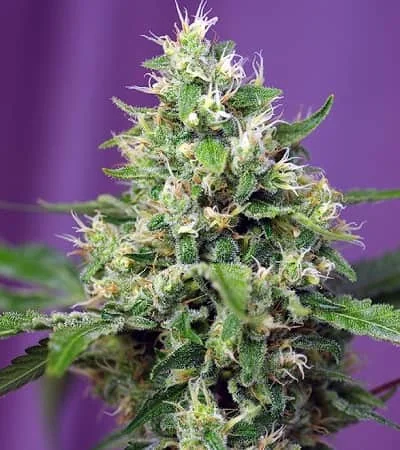 Sweet Amnesia Haze Xl