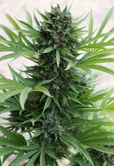 Sour Diesel 3