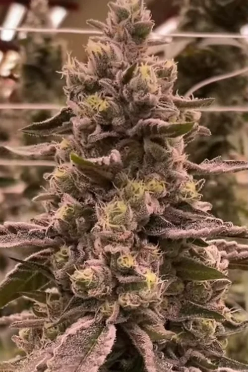 Triangle Gmo 3