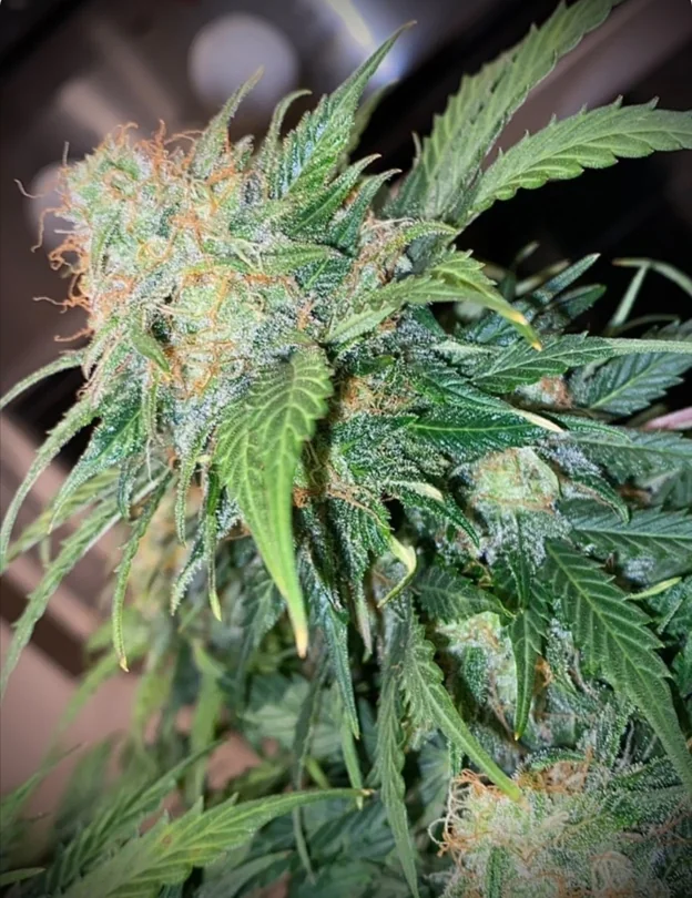 Clementine Dream 2