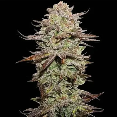 Terp Tonic