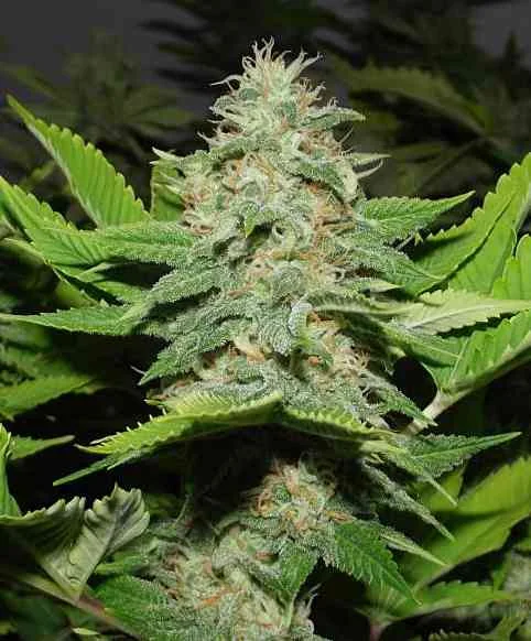 Walker Kush 2