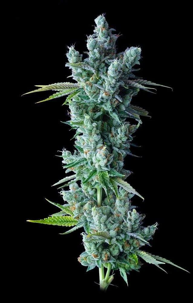 Kosher Dawg 5