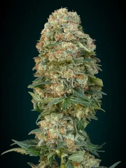 Critical Widow