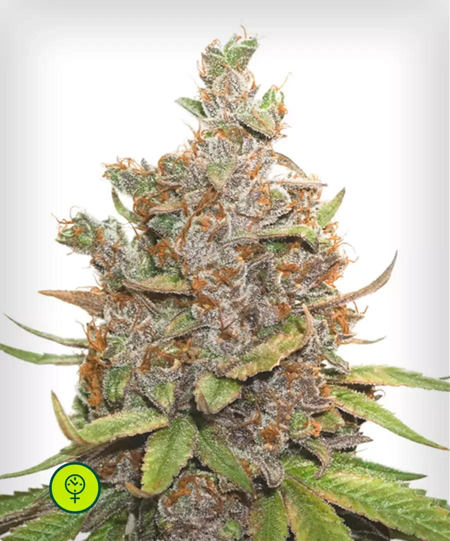 Glueberry O G